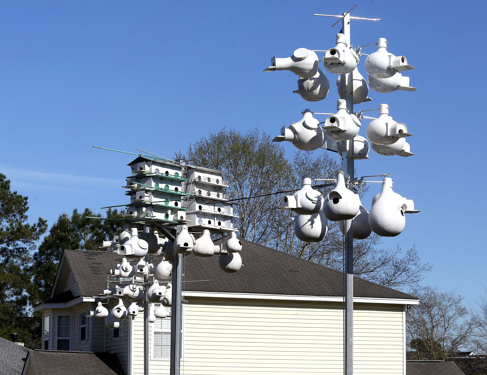 purple martin